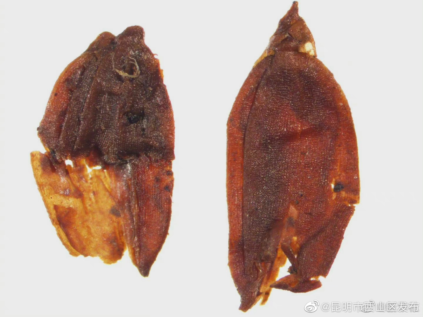 “昆明市西山区发布”微博