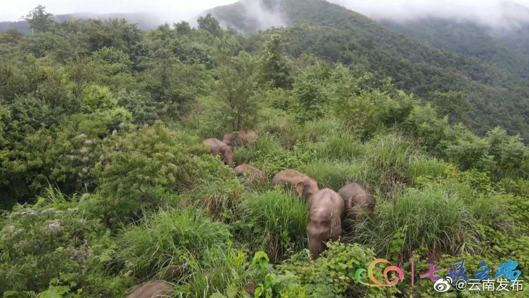 “云南发布”微博