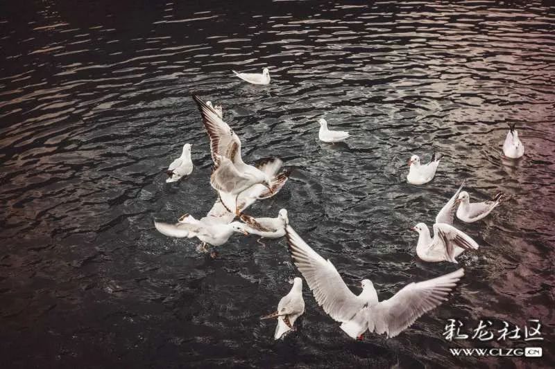 昆明信息港/cnkmxxg