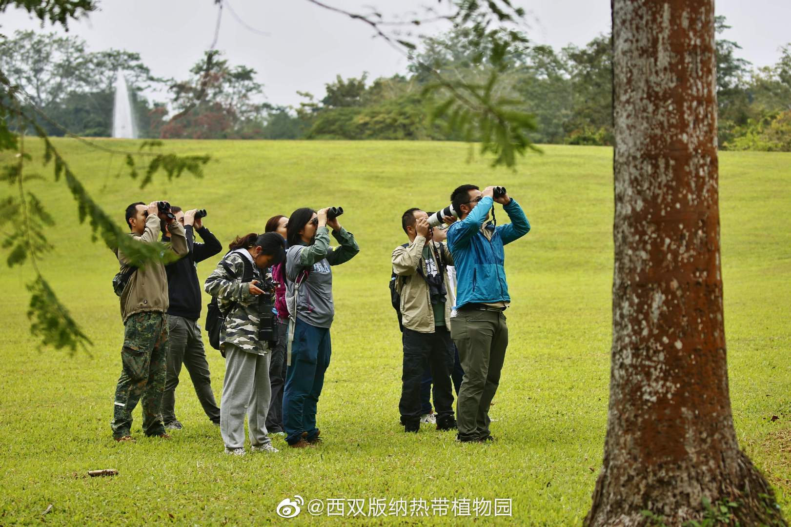 西双版纳热带植物园微博