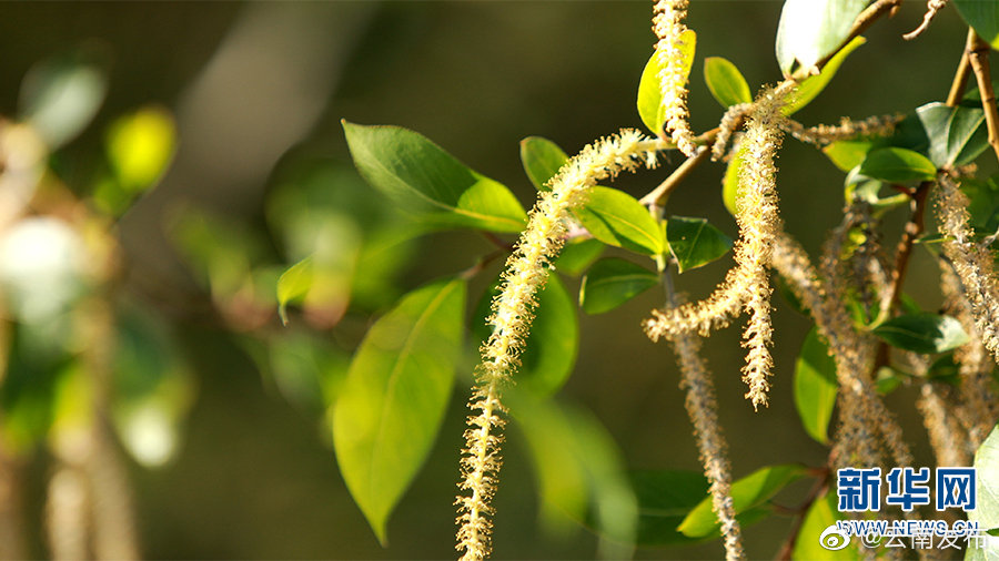 “云南发布”微博