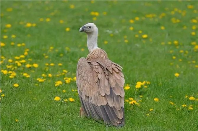 云南野生动物园