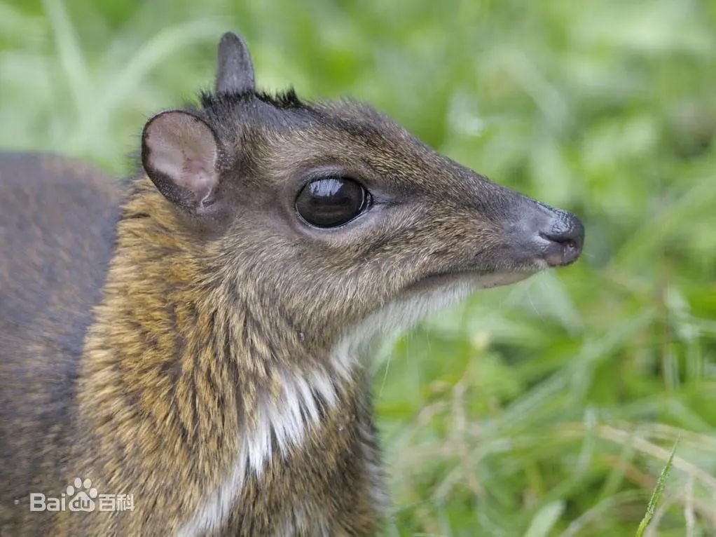 西双版纳望天树景区