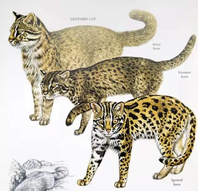 云南野生动物园