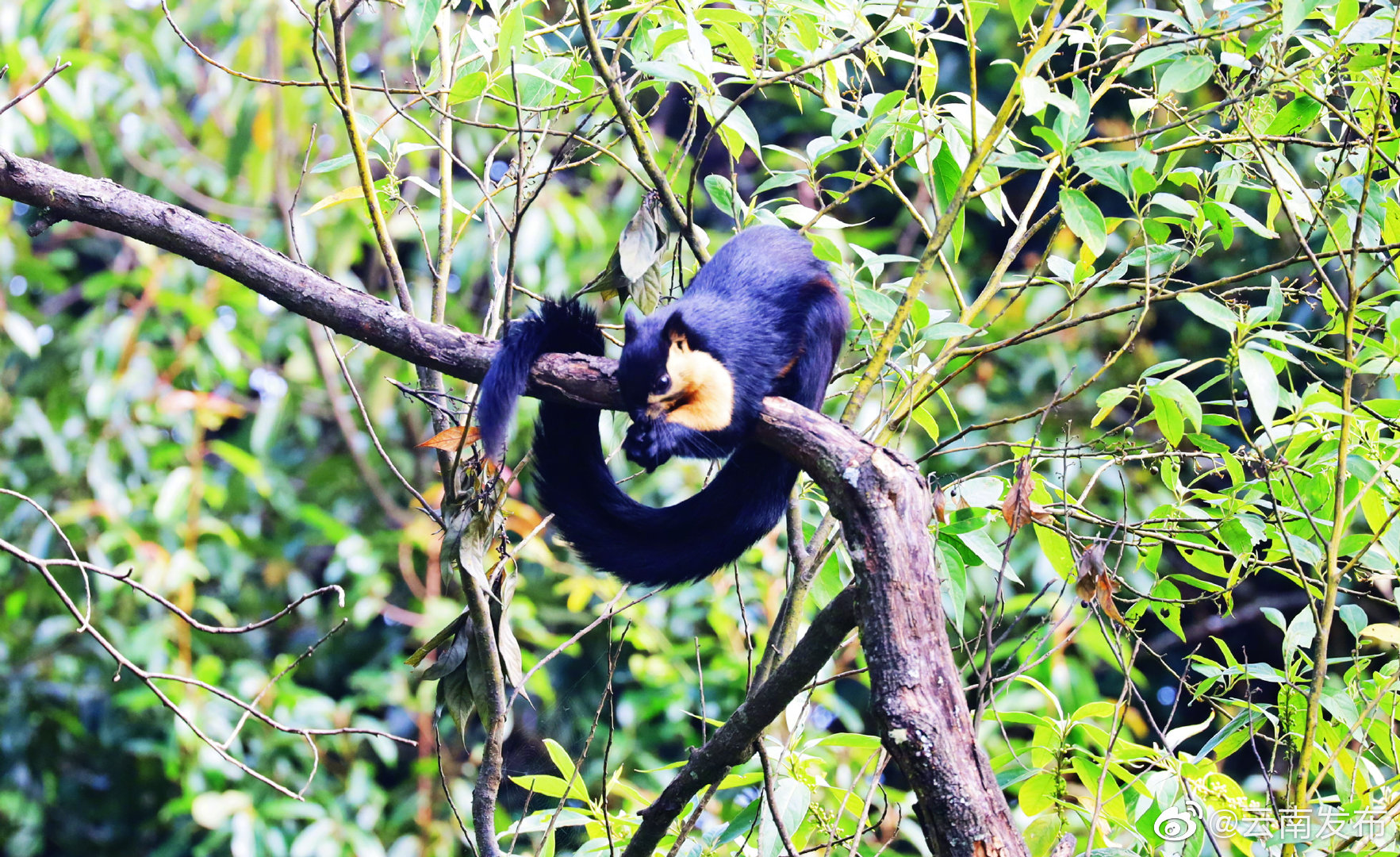 “云南发布”微博