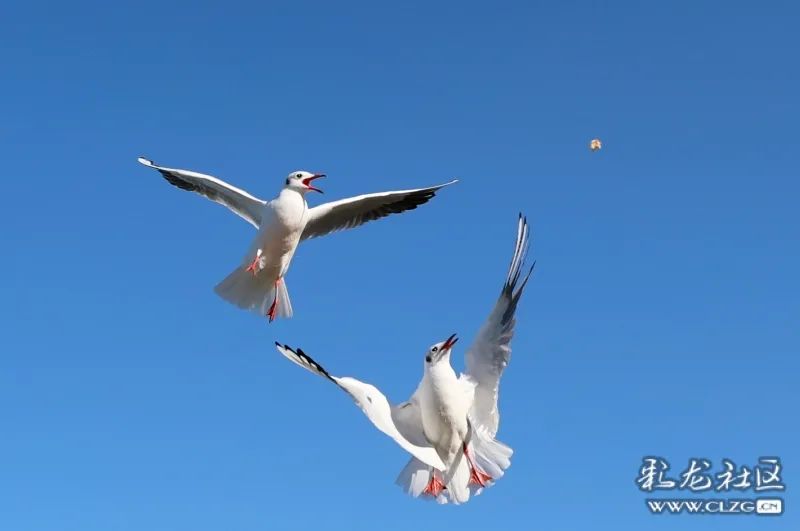 昆明信息港/cnkmxxg
