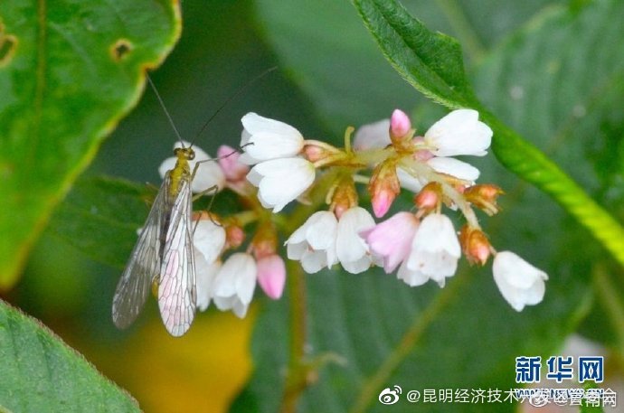 昆明经济技术开发区管委会