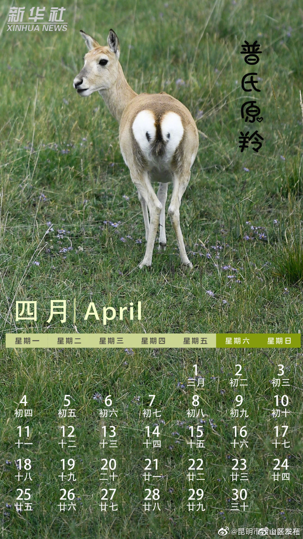 “昆明市西山区发布”微博