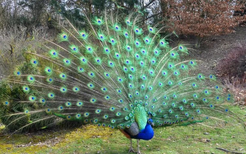 云南野生动物园