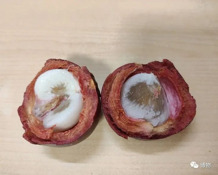 西双版纳望天树景区
