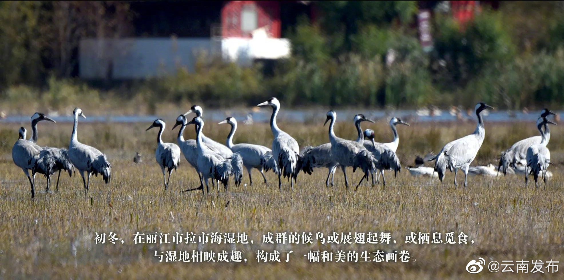 “云南发布”微博