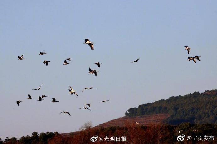 呈贡发布