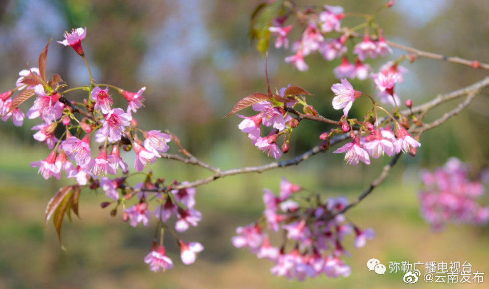 “云南发布”微博