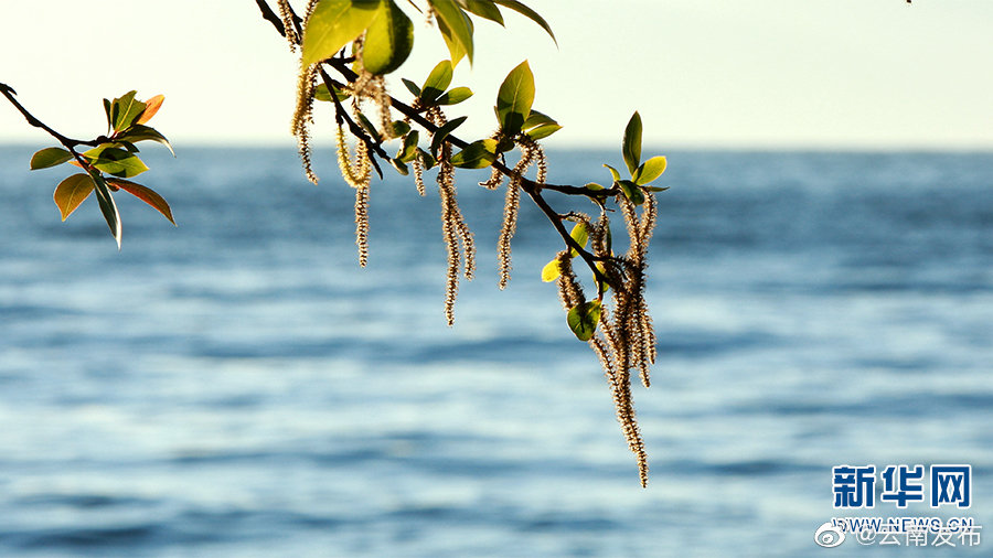 “云南发布”微博