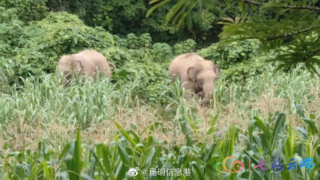 昆明信息港