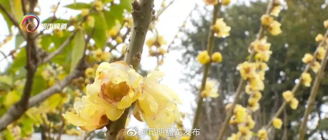 昆明盘龙发布
