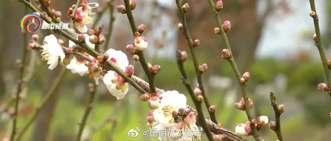昆明盘龙发布