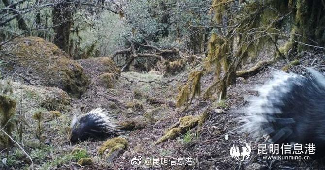 轿子山保护区捕捉到豪猪昼间活动影像