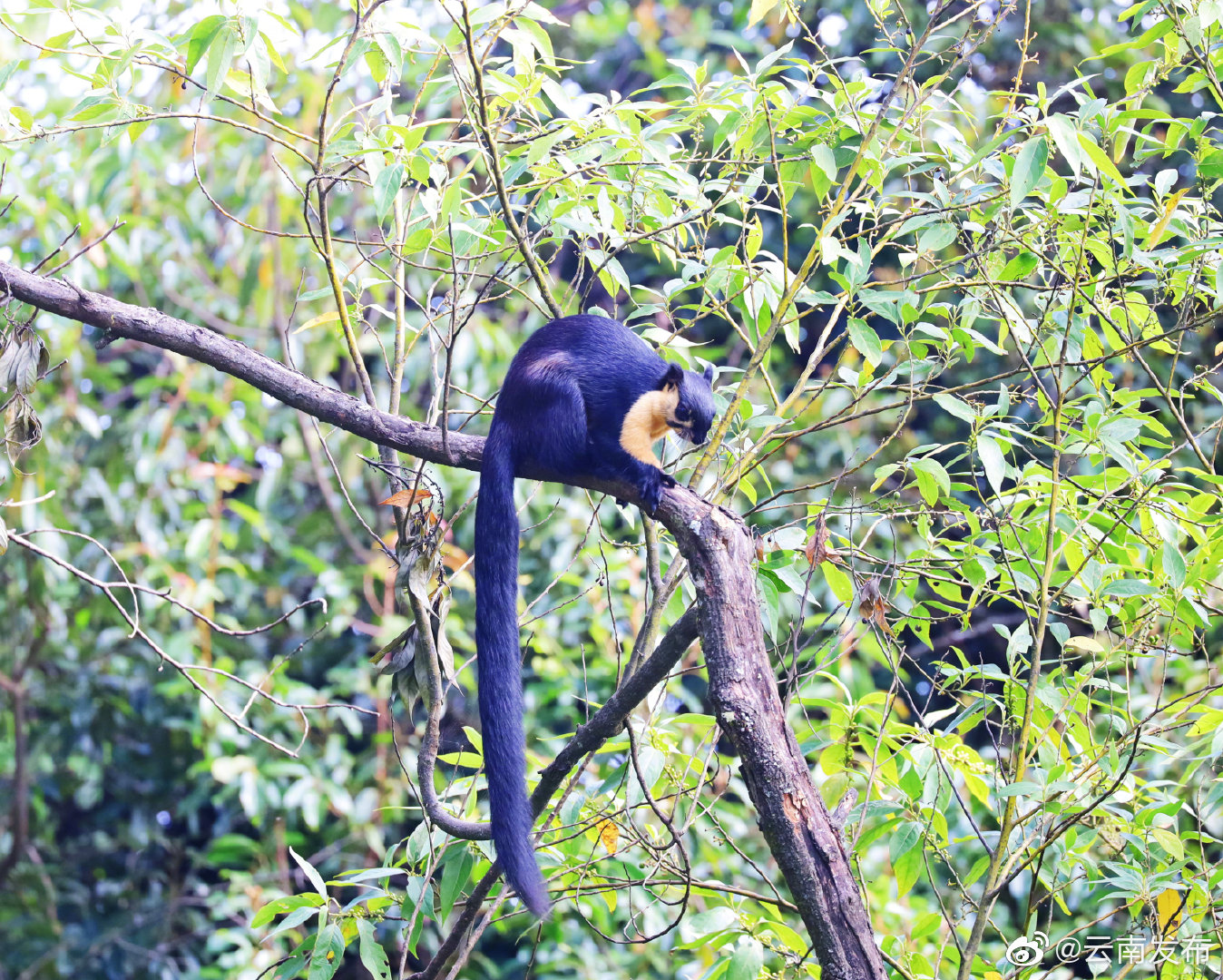 “云南发布”微博