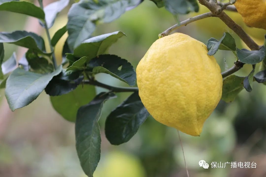 保山广播电视台