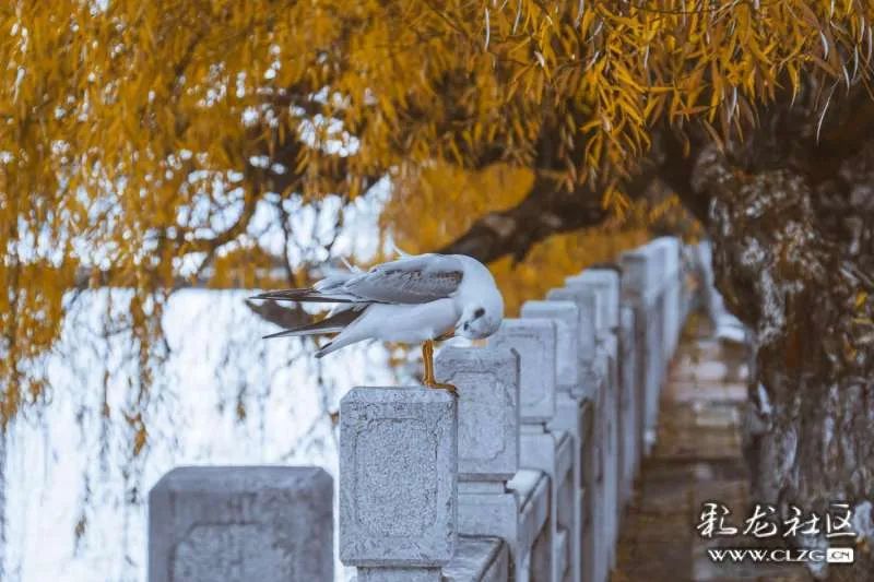 昆明信息港/cnkmxxg