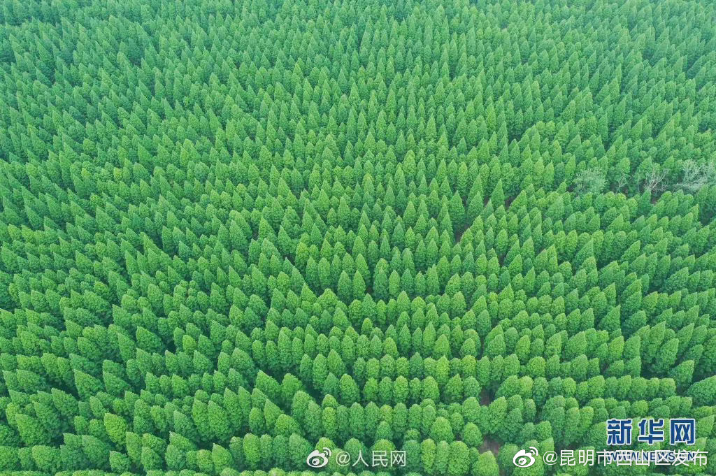 “昆明市西山区发布”微博