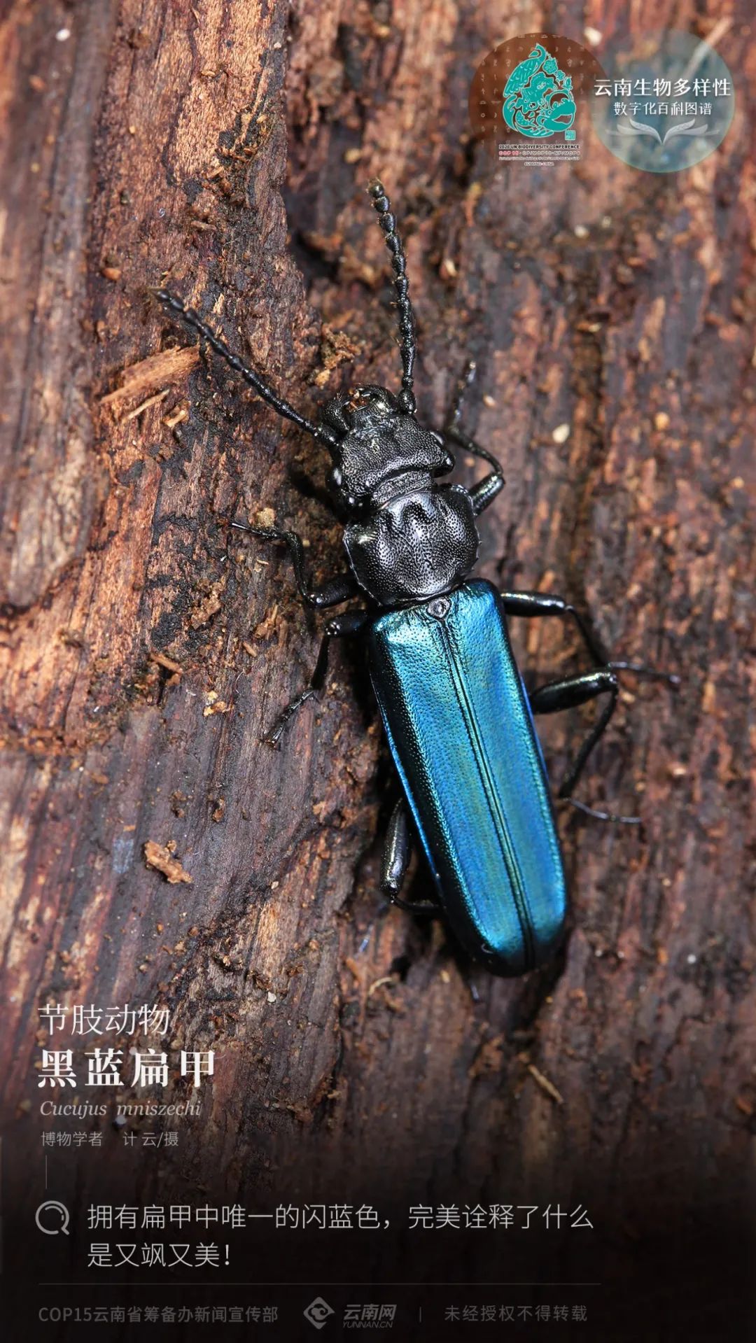 云南省人民政府网