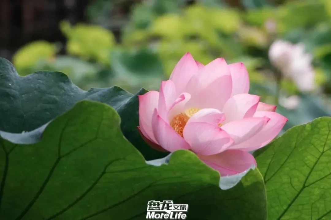 盘龙共青团