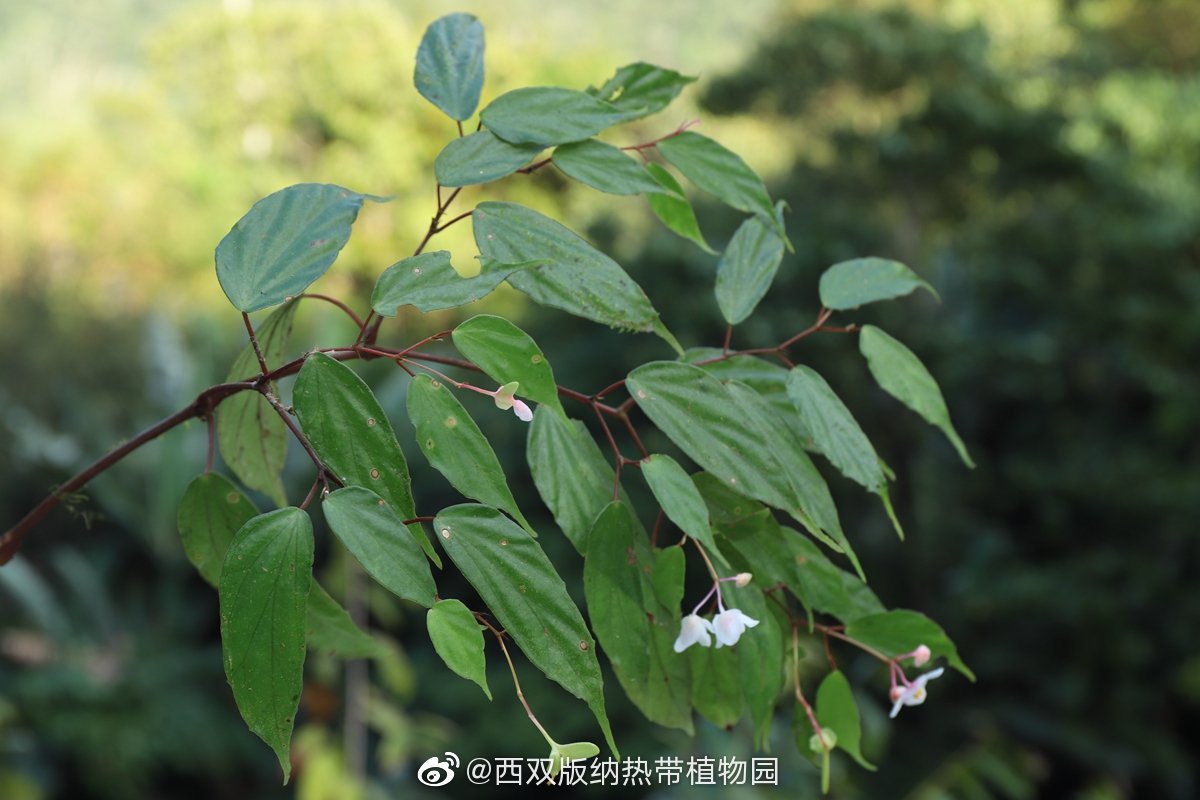 西双版纳热带植物园微博