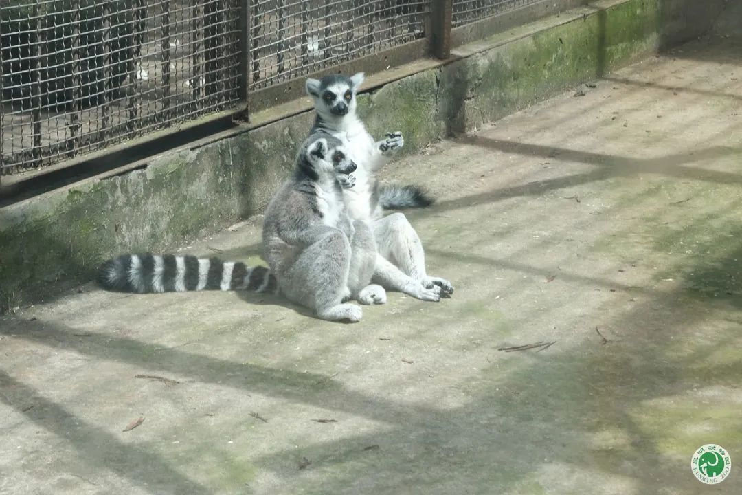 昆明动物园