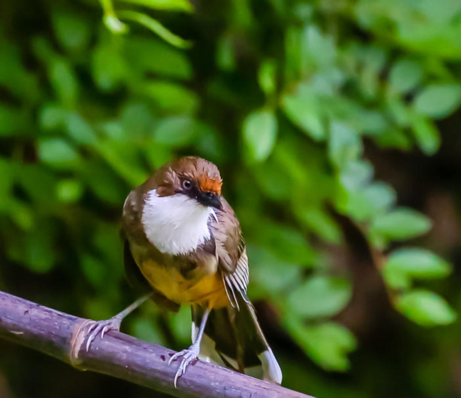 云南野生动物园