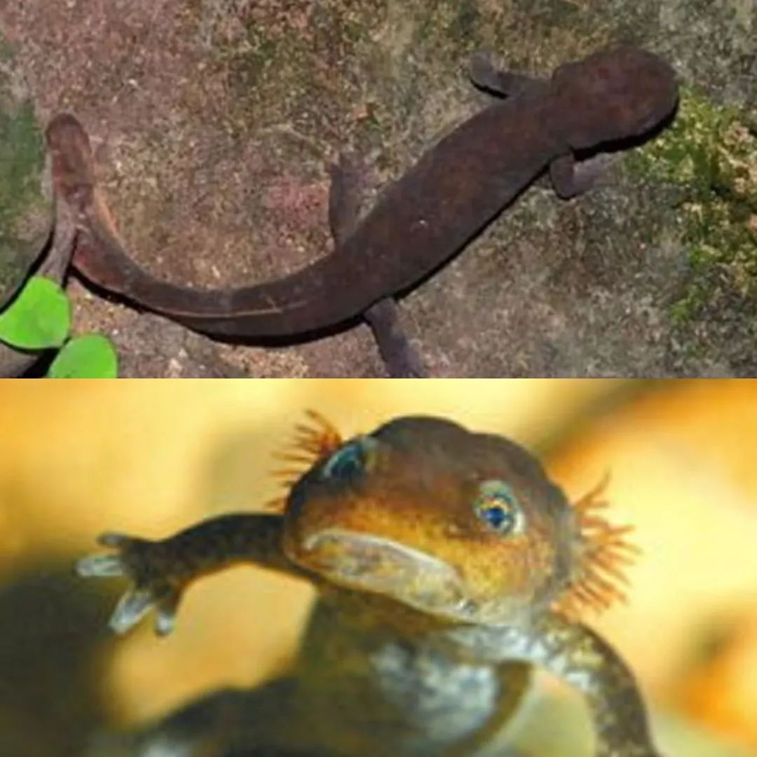 云南野生动物园