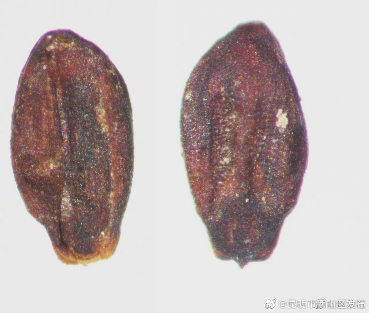 “昆明市西山区发布”微博