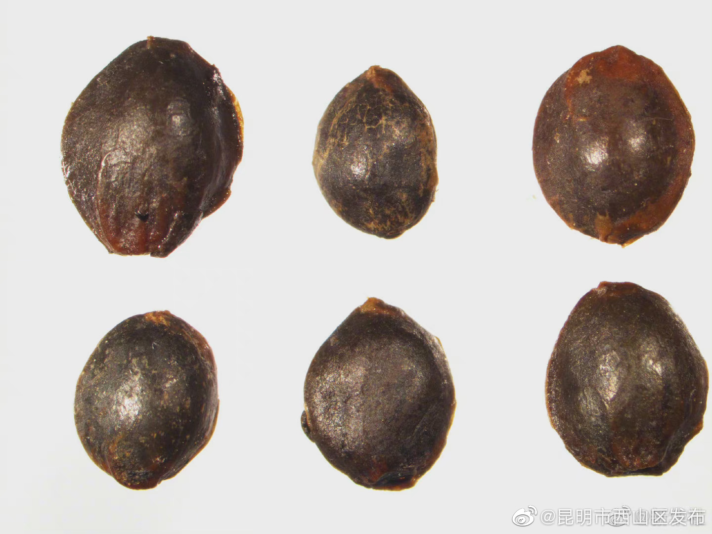 “昆明市西山区发布”微博