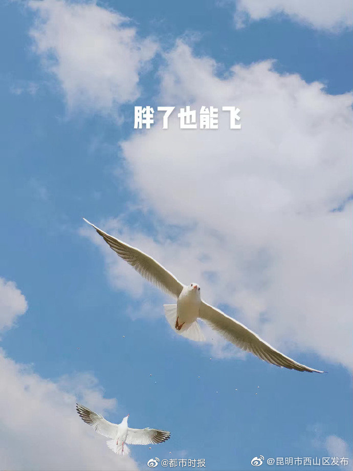 “昆明市西山区发布”微博