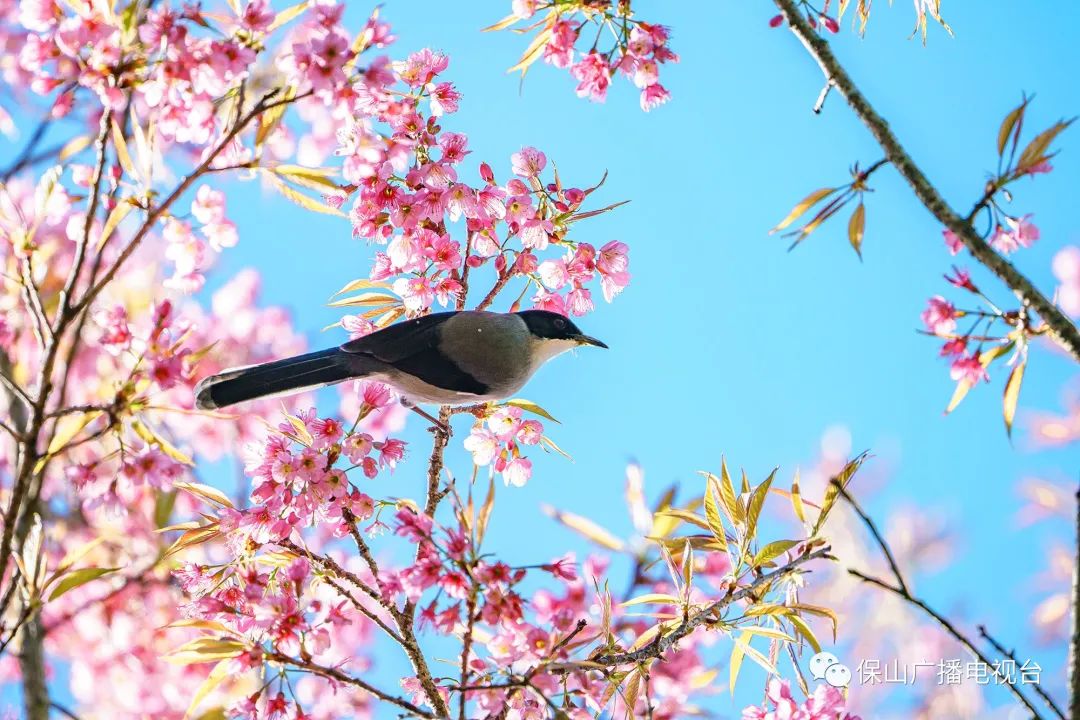 保山广播电视台