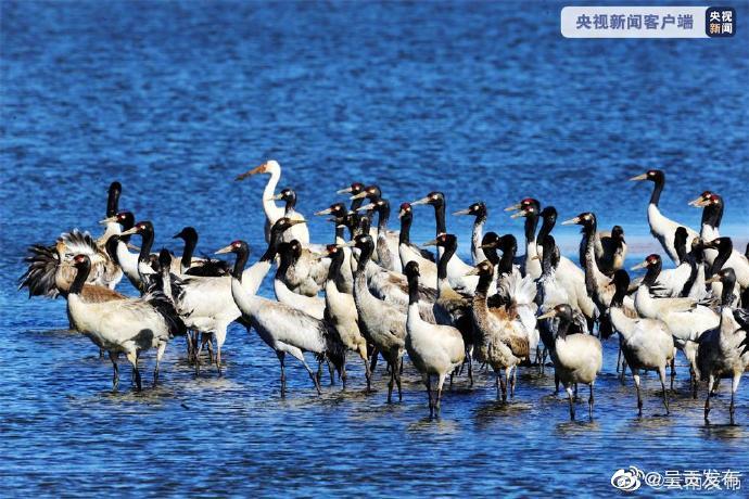 罕见！全球极度濒危物种白鹤首次现身昭通