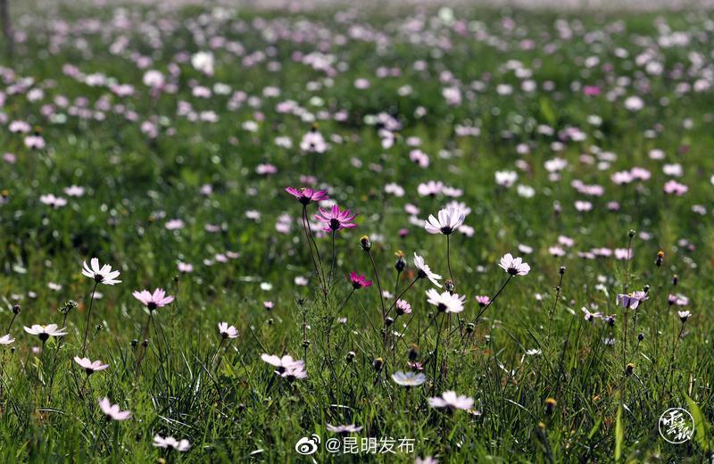 昆明发布