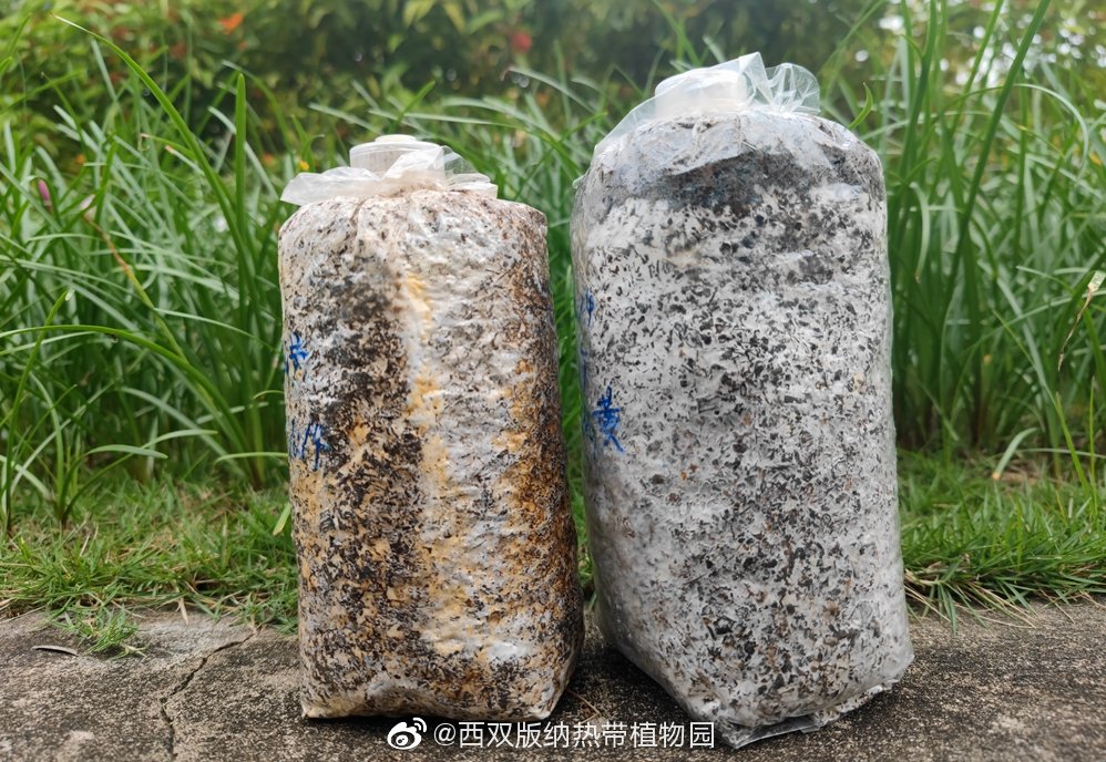 西双版纳热带植物园微博