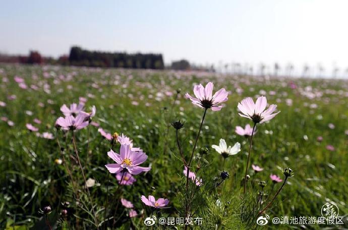 “滇池旅游度假区”微博