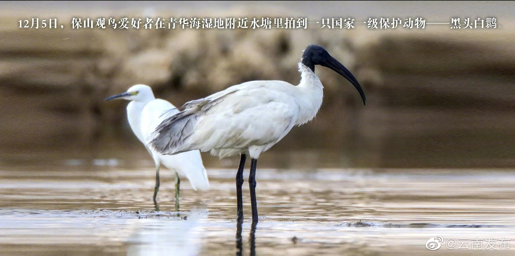 “云南发布”微博