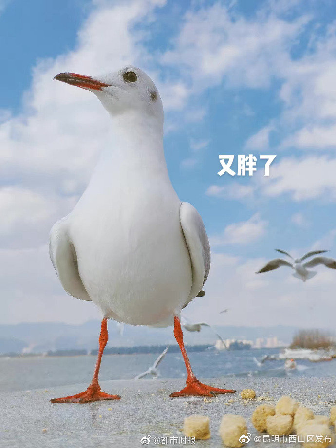 “昆明市西山区发布”微博