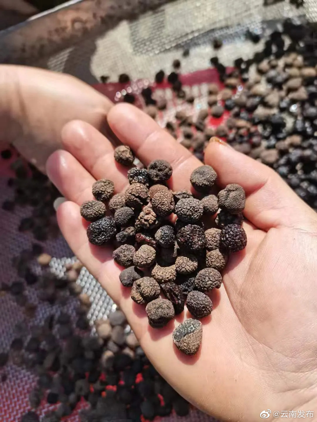 “云南发布”微博