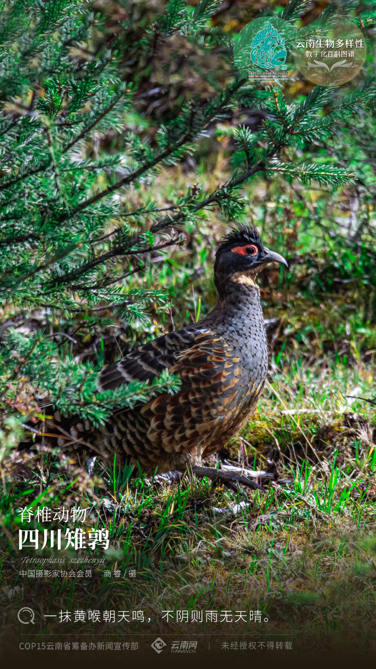 云南省人民政府网