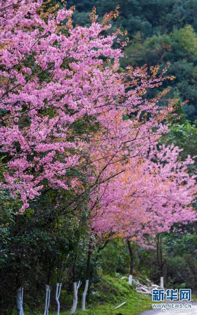 “云南发布”微博