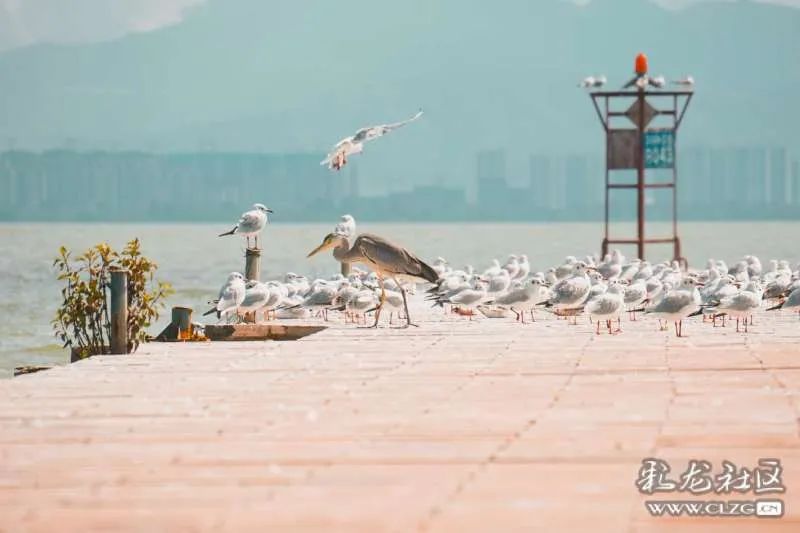 昆明信息港/cnkmxxg