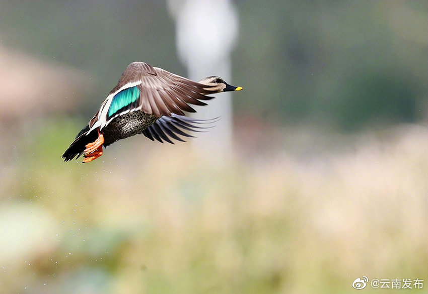“云南发布”微博