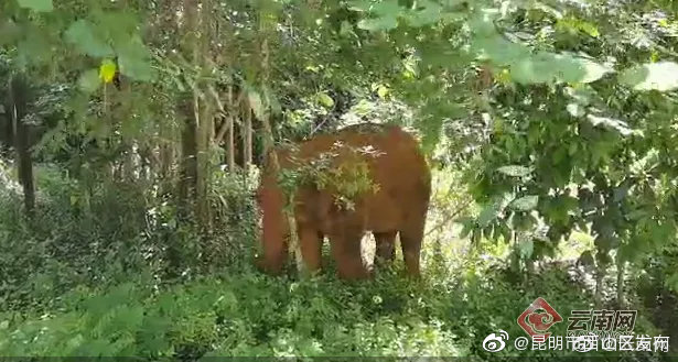 “昆明市西山区发布”微博