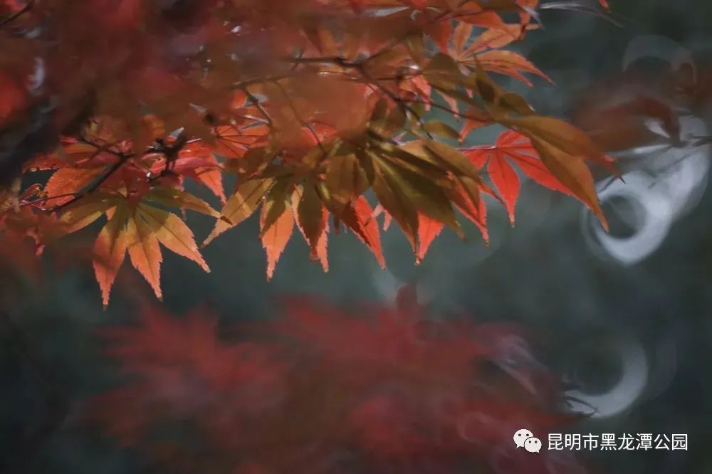 盘龙共青团