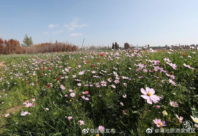 “滇池旅游度假区”微博